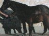 broodmare Polyvictoria (Westphalian, 2005, from Polytraum)