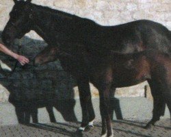 broodmare Polyvictoria (Westphalian, 2005, from Polytraum)