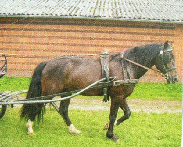 horse Black Magic 55 (Welsh-Cob (Sek. D), 2002, from Bimberg Ivanhoe)