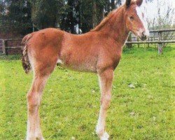 broodmare Reseda 82 (Hanoverian, 2005, from Ramires)