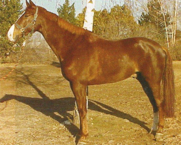 horse Carat Magister (Westphalian, 1998, from Charmant AA)