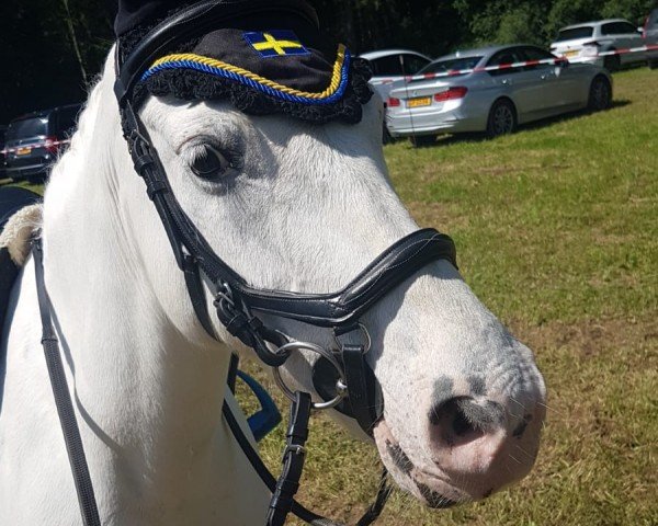 dressage horse Marienlund's Al Capone (unknown, 2007)
