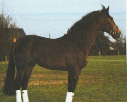 horse Manitou 112 (Hanoverian, 1998, from Meilenstiefel)