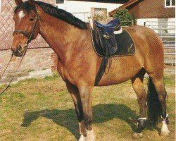 broodmare Leandra (Hessian Warmblood, 1998, from Lord Silvester)