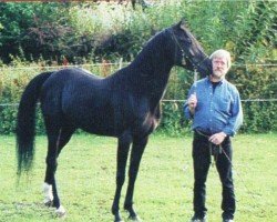 horse Hamasa Rashid ox (Arabian thoroughbred, 1994, from Nijamin EAO)