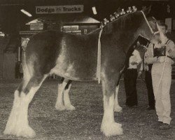 stallion Willow Way Wallace (Clydesdale, 1998, from Torrs Quicksilver)