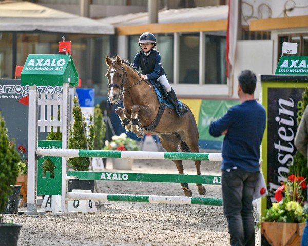 jumper Jacodi's Rizja's Rheece (New Forest Pony, 2009, from Jacodi's Anja's Adino)