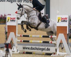 jumper Cherokee de la Grande (Zangersheide riding horse, 2019, from Cornetto du Domaine)