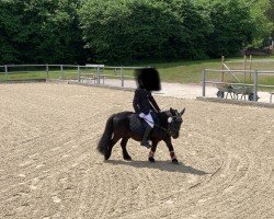 dressage horse Charlie (unknown, 2010)