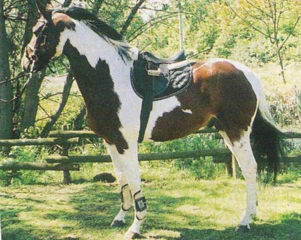 horse Alerius (Pinto / Small Riding Horse, 2000, from Alias Primus)