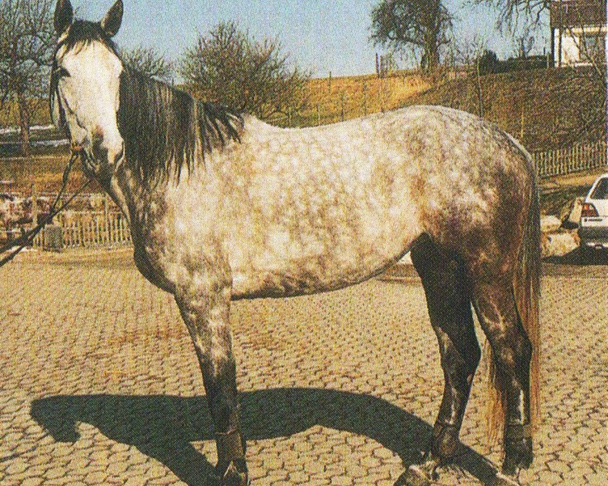 horse Kerry 17 (Holsteiner, 1995, from Sir Shostakovich xx)