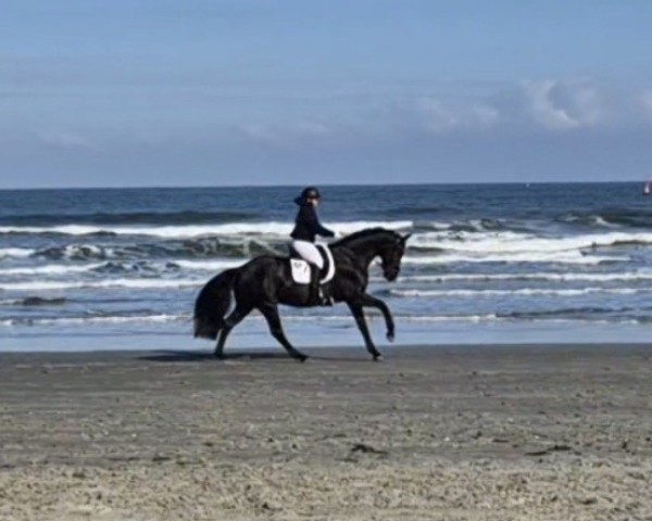 dressage horse Favorite One 2 (German Sport Horse, 2019, from FOLLOW ME OLD)