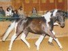 Pferd Valido's Painted G (Pinto/Hunter, 2004, von Valido's Boy)