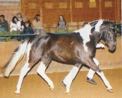 Pferd Valido's Painted G (Pinto/Hunter, 2004, von Valido's Boy)