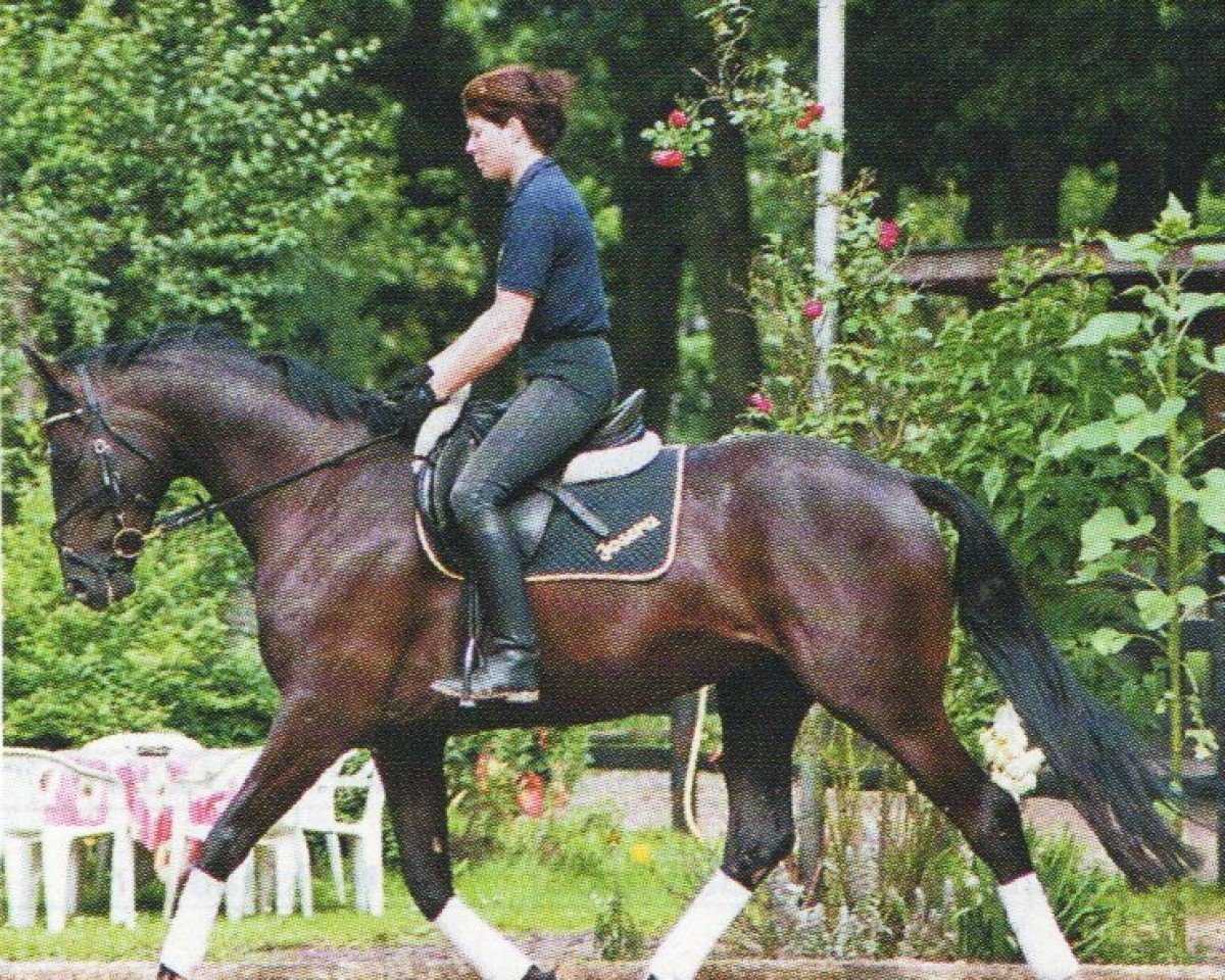 Pferd William Wallace 13 (Hannoveraner, 2001, von Woronow)