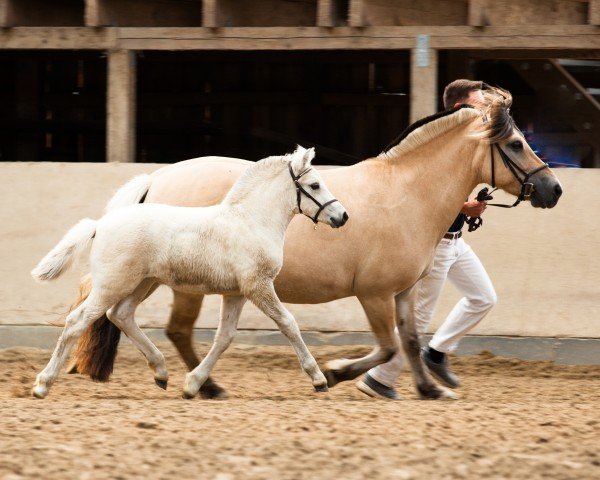 foal by Silja H (Fjord Horse, 2024, from Solfin Skovå)