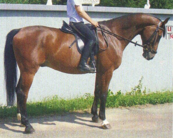 horse Rasomati (Württemberger, 1994, from Royal Flash Z)