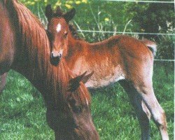 broodmare Kaythara El Nile EAO (Arabian thoroughbred, 1990, from Kasr El Nil 1971 EAO)