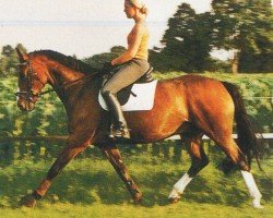 dressage horse Pokerface 18 (Hanoverian, 1996, from Picard)