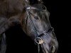 dressage horse Luise (Friese, 2012)
