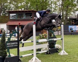 broodmare Harley's Rose (Hanoverian, 2019, from VDL Harley)