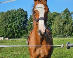 foal by Hengst von Cashmere / Chepetto (Holsteiner, 2024, from Cashmere)