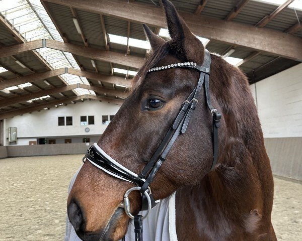 Dressurpferd Lichtenstein 12 (Hannoveraner, 2016, von Lissaro)
