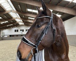 dressage horse Lichtenstein 12 (Hanoverian, 2016, from Lissaro)