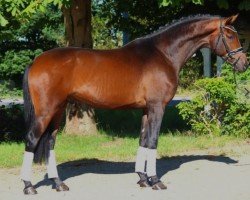 dressage horse Hengst von Viva Gold / Fürstenball (Oldenburg, 2021, from Viva Gold OLD)