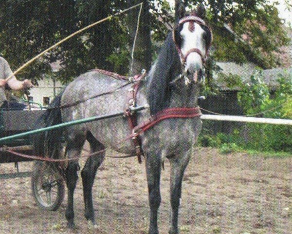 horse Herrador 2 (Pura Raza Espanola (PRE), 1998, from Paraguayo II)