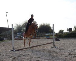 jumper Serena (Haflinger, 2012, from Sommernacht (0,39% ox))