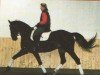 Pferd Ashanti 24 (Hannoveraner, 1993, von Augustinus xx)