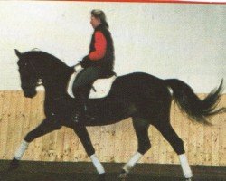 horse Ashanti 24 (Hanoverian, 1993, from Augustinus xx)