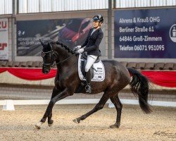 dressage horse Fürst Fidelio - H (Hanoverian, 2018, from Fürsten-Look)