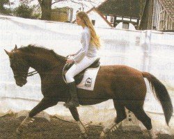 dressage horse Fandango 221 (Westphalian, 2002, from Floresco NRW)