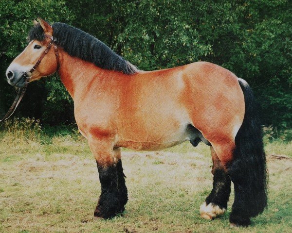 stallion Exot 1875 (Saxon-Thuringian Draughthorse, 1985, from Elias 1858)