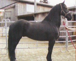 stallion Bert v.Lasterfeld (Friese, 2000, from Feitse 293)