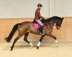 broodmare Fine-Lady (Hanoverian, 2014, from Fidertanz)