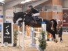 Springpferd Ozzy Osbourne 5 (Oldenburger, 2011, von Olympic Fire 5)