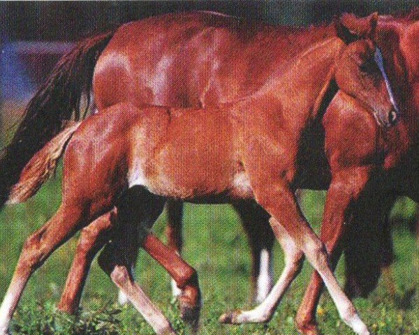 broodmare Chics Little Lena (Quarter Horse, 2006, from Jacs Little Lena)