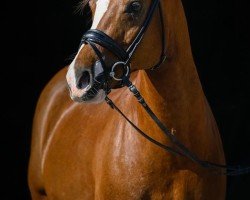 dressage horse Dondolino (German Riding Pony, 2010, from Reitland's Du oder Keiner)