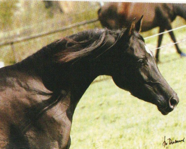 broodmare Sharima III ox (Arabian purebred, 2001, from BS Summerset ox)