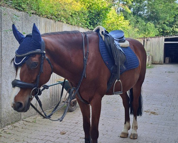 jumper Special von Herzen (German Riding Pony, 2007)