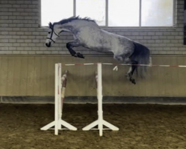 jumper Ambrossiushof's Adisa (German Sport Horse, 2016, from Asca Z)