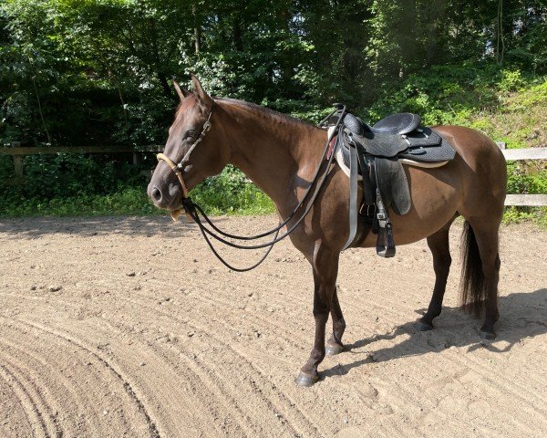 horse Diamond Of Steel (Quarter Horse, 2015)