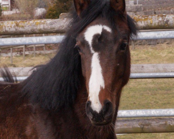 Springpferd Quite Luna (Deutsches Sportpferd, 2024, von Quite Great)