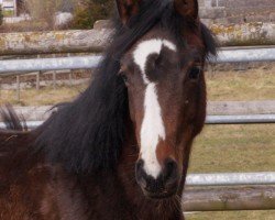 jumper Quite Luna (German Sport Horse, 2024, from Quite Great)