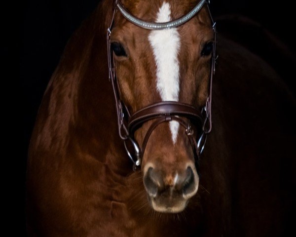 broodmare Santana (Rhinelander, 2010, from Soliman)