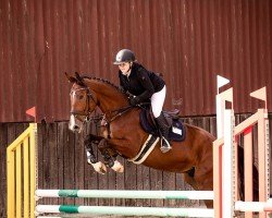 jumper Kommander Pezi (Oldenburg show jumper, 2019, from Kanndarco)