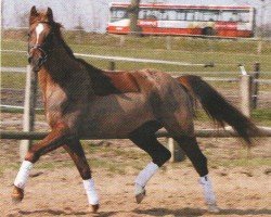 horse Decimus 3 (German Riding Pony, 2002, from Doran)